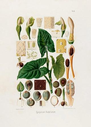 Heinrich Wilhelm Schott - Aroideae Maximilianae Pl18.webp