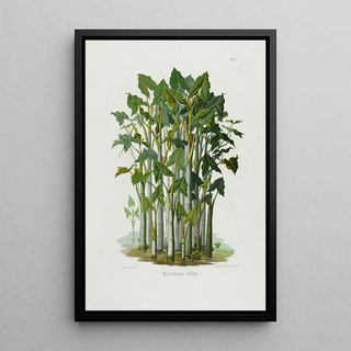 Heinrich Wilhelm Schott - Aroideae Maximilianae Pl21.webp