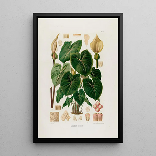 Heinrich Wilhelm Schott - Aroideae Maximilianae Pl28.webp