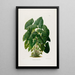 Aroideae Maximilianae Pl31 - Heinrich Wilhelm Schott — framed artwork on a wall