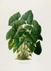 Aroideae Maximilianae Pl31 - Heinrich Wilhelm Schott — artwork view
