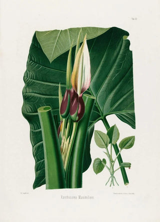 Heinrich Wilhelm Schott - Aroideae Maximilianae Pl32.webp