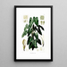 Aroideae Maximilianae Pl34 - Heinrich Wilhelm Schott — framed artwork on a wall
