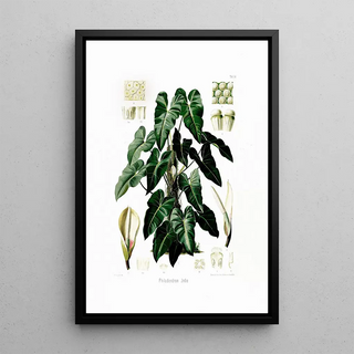 Heinrich Wilhelm Schott - Aroideae Maximilianae Pl34.webp