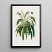 Aroideae Maximilianae Pl35 - Heinrich Wilhelm Schott — framed artwork on a wall