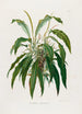 Aroideae Maximilianae Pl35 - Heinrich Wilhelm Schott — artwork view