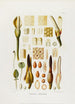 Aroideae Maximilianae Pl36 - Heinrich Wilhelm Schott — artwork view