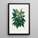 Aroideae Maximilianae Pl38 - Heinrich Wilhelm Schott — framed artwork on a wall