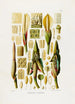 Aroideae Maximilianae Pl39 - Heinrich Wilhelm Schott — artwork view