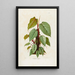 Aroideae Maximilianae Pl40 - Heinrich Wilhelm Schott — framed artwork on a wall
