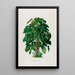 Aroideae Maximilianae Pl41 - Heinrich Wilhelm Schott — framed artwork on a wall