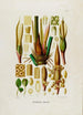 Aroideae Maximilianae Pl42 - Heinrich Wilhelm Schott — artwork view