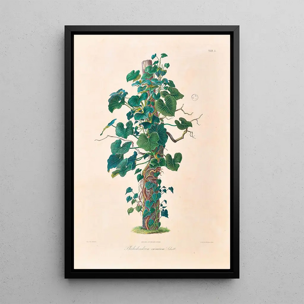 Icones Aroidearum Pl01 - Heinrich Wilhelm Schott — ingelijst kunstwerk aan de muur