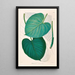 Icones Aroidearum Pl02 - Heinrich Wilhelm Schott — framed artwork on a wall