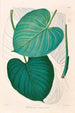 Icones Aroidearum Pl02 - Heinrich Wilhelm Schott — artwork view