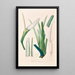 Icones Aroidearum Pl03 - Heinrich Wilhelm Schott — framed artwork on a wall