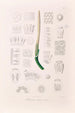 Icones Aroidearum Pl04 - Heinrich Wilhelm Schott — artwork view
