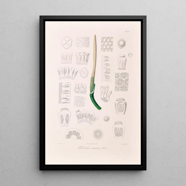 Icones Aroidearum Pl04 - Heinrich Wilhelm Schott — ingelijst kunstwerk aan de muur