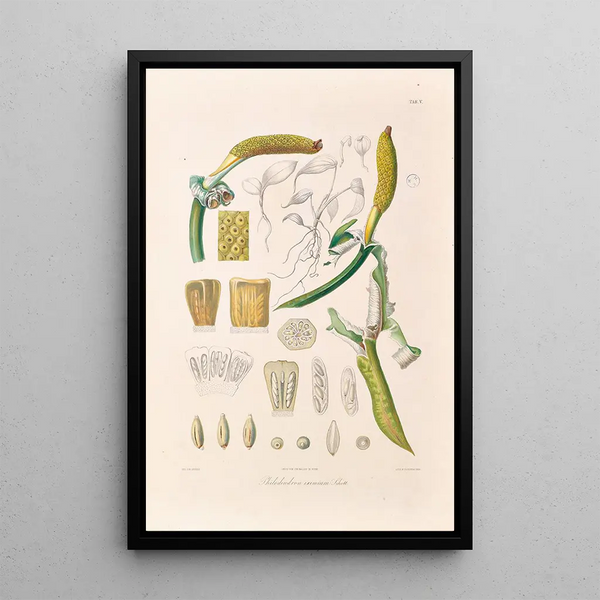 Icones Aroidearum Pl05 - Heinrich Wilhelm Schott — ingelijst kunstwerk aan de muur