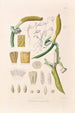 Icones Aroidearum Pl05 - Heinrich Wilhelm Schott — artwork view