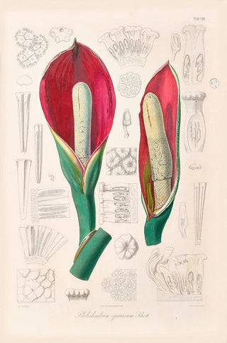 Heinrich Wilhelm Schott - Icones Aroidearum Pl08.webp