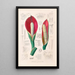 Icones Aroidearum Pl08 - Heinrich Wilhelm Schott — framed artwork on a wall