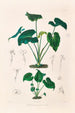 Icones Aroidearum Pl10 - Heinrich Wilhelm Schott — artwork view