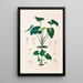Icones Aroidearum Pl10 - Heinrich Wilhelm Schott — framed artwork on a wall