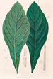 Icones Aroidearum Pl12 - Heinrich Wilhelm Schott — artwork view