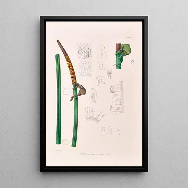 Icones Aroidearum Pl13 - Heinrich Wilhelm Schott — ingelijst kunstwerk aan de muur