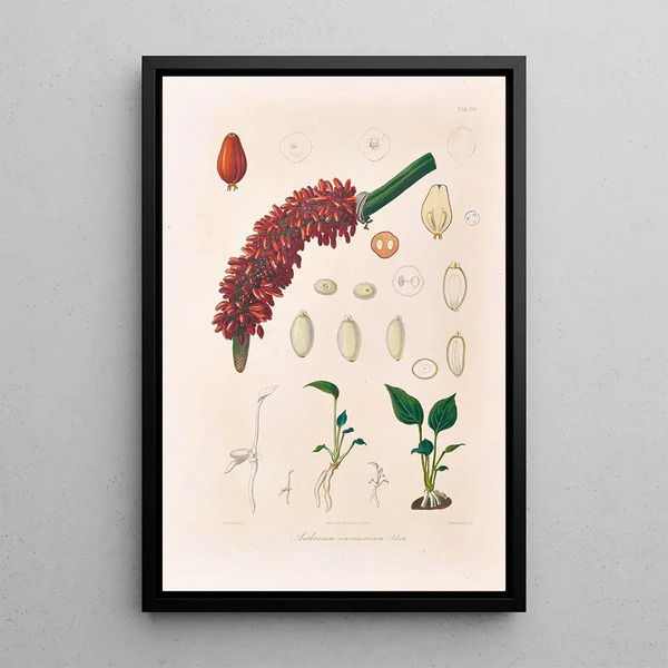 Icones Aroidearum Pl14 - Heinrich Wilhelm Schott — ingelijst kunstwerk aan de muur