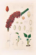 Icones Aroidearum Pl14 - Heinrich Wilhelm Schott — artwork view