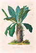 Icones Aroidearum Pl15 - Heinrich Wilhelm Schott — artwork view
