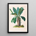 Icones Aroidearum Pl15 - Heinrich Wilhelm Schott — framed artwork on a wall