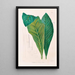 Icones Aroidearum Pl16 - Heinrich Wilhelm Schott — framed artwork on a wall