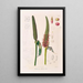 Icones Aroidearum Pl17 - Heinrich Wilhelm Schott — framed artwork on a wall