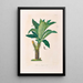 Icones Aroidearum Pl18 - Heinrich Wilhelm Schott — framed artwork on a wall
