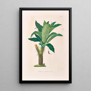 Heinrich Wilhelm Schott - Icones Aroidearum Pl18.webp