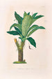 Icones Aroidearum Pl18 - Heinrich Wilhelm Schott — artwork view