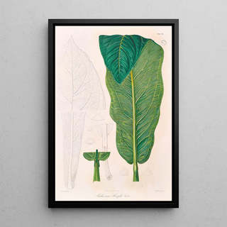 Heinrich Wilhelm Schott - Icones Aroidearum Pl19.webp