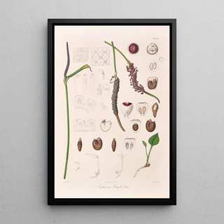 Heinrich Wilhelm Schott - Icones Aroidearum Pl20.webp