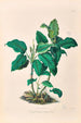 Icones Aroidearum Pl21 - Heinrich Wilhelm Schott — artwork view