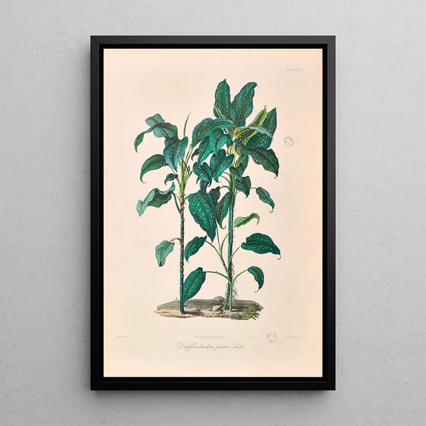 Icones Aroidearum Pl24 - Heinrich Wilhelm Schott — ingelijst kunstwerk aan de muur