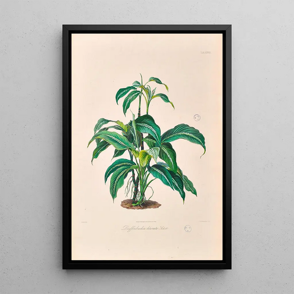 Icones Aroidearum Pl28 - Heinrich Wilhelm Schott — ingelijst kunstwerk aan de muur