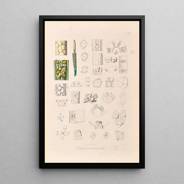 Icones Aroidearum Pl30 - Heinrich Wilhelm Schott — ingelijst kunstwerk aan de muur