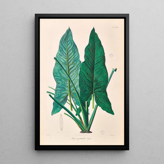 Heinrich Wilhelm Schott - Icones Aroidearum Pl31.webp