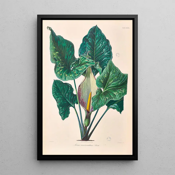 Icones Aroidearum Pl39 - Heinrich Wilhelm Schott — ingelijst kunstwerk aan de muur
