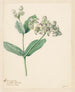 Calotropis - Hendrik Schwegman — weergave van het kunstwerk