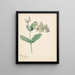 Calotropis - Hendrik Schwegman — ingelijst kunstwerk aan de muur