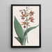 Orchidée des marais - Hendrik Schwegman — ingelijst kunstwerk aan de muur